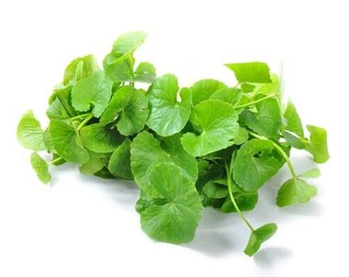 Predstonorm conține gotu kola (Centella asiatica)